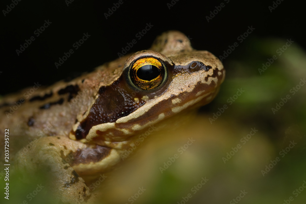 Naklejka premium Close-up portrait of a European grass frog | Rana temporaria