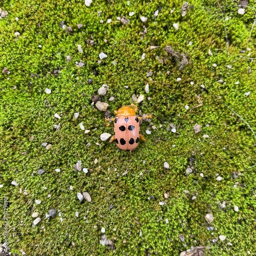Ladybug on green moss background close up. Ladybird beetle with black spots crawling on fresh moss texture for nature concept.