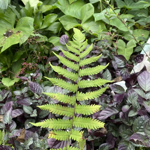 Green fern leaf close up with purple waffle plant background. Tropical fern frond over hemigraphis alternata foliage texture for natural backdrop.