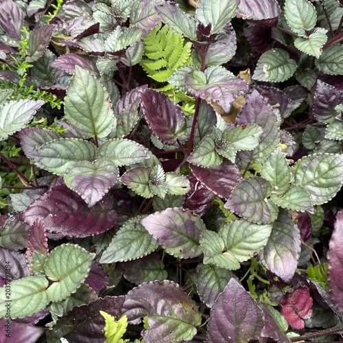 Hemigraphis alternata plant leaves backdrop for nature background. Purple waffle plant macro photography with metallic green and deep violet foliage textures.