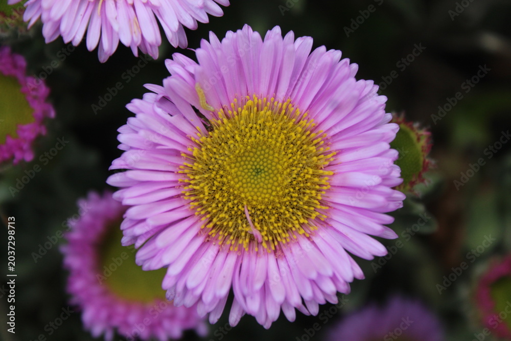 Obraz premium close up of pink flower