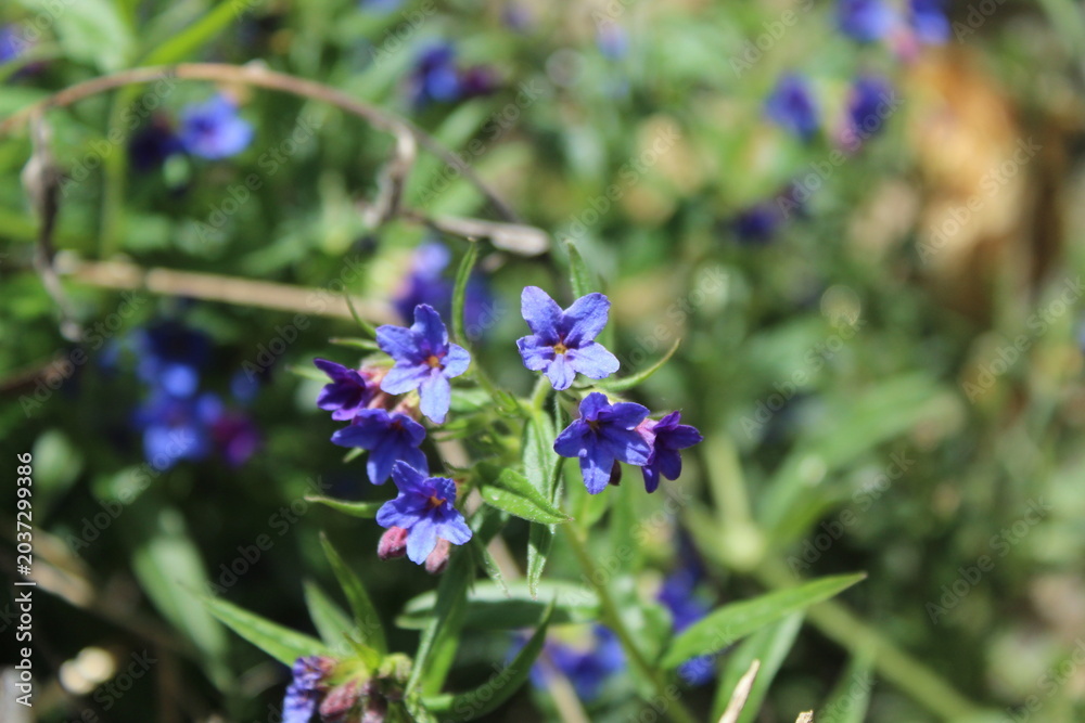 Fototapeta premium blue flowers in the garden
