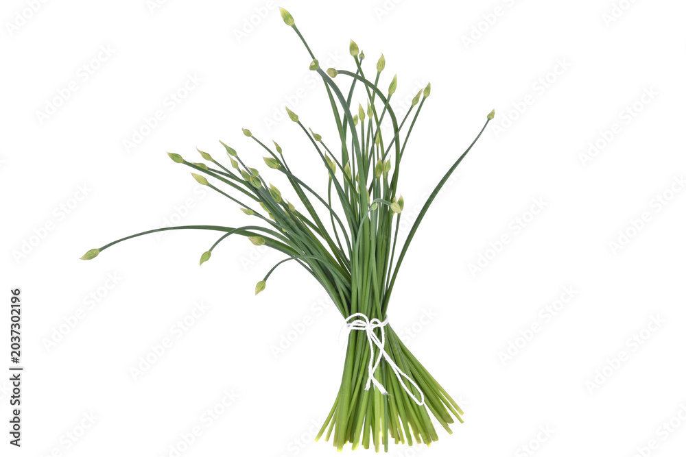 Fototapeta premium Garlic chives isolated on white background