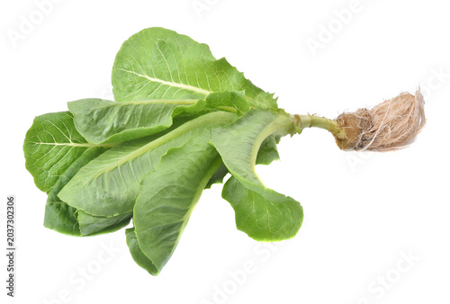Tableau sur toile fresh butterhead isolated on white background