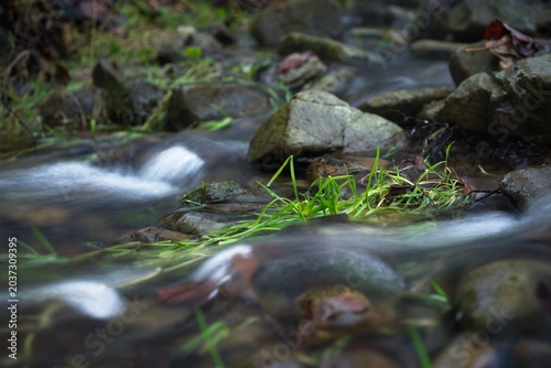 Quadro em tela Shallow mountain stream flow over stones with green grass in it, grass protrude