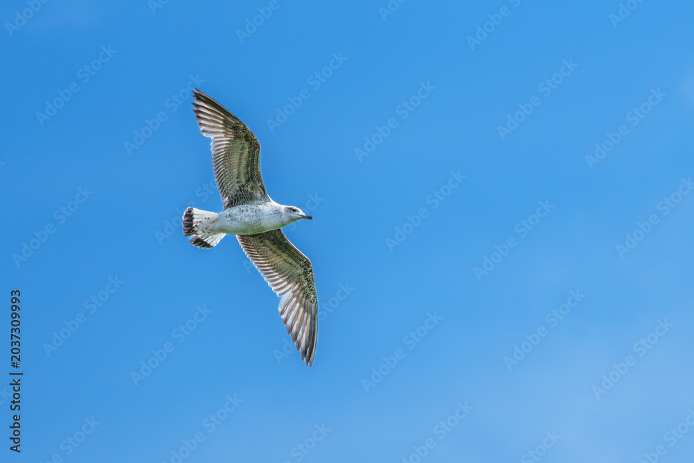 Obraz premium The European Herring Gull, Larus argentatus is a large gull. Here flying in the air.