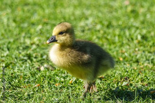 Foto Beautiful yellow fluffy greylag goose baby gosling in spring, Anser anser