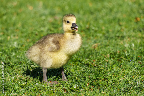 Fotografie Beautiful yellow fluffy greylag goose baby gosling in spring, Anser anser