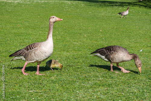 Bilde på lerret Family of greylag geese, Anser anser with small babies.