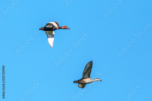 Bild auf Leinwand Red-crested Pochard, Netta rufina flying over a lake at Munich, Germany