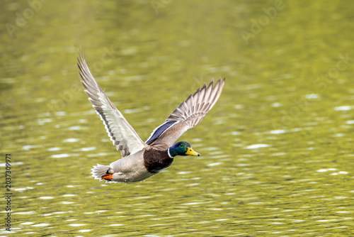 Wild duck or mallard, Anas platyrhynchos flying over a lake in Munich, Germany