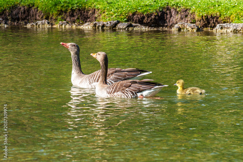 Εκτύπωση καμβά Family of greylag geese, Anser anser with small babies.