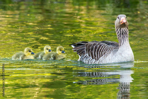 Obraz na plátně Family of greylag geese, Anser anser with small babies.