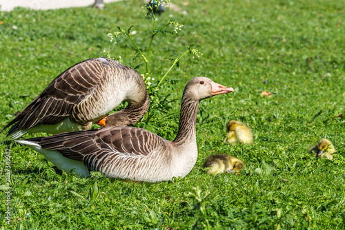 Foto Family of greylag geese, Anser anser with small babies.