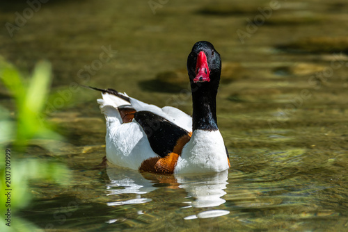 Tableau sur toile Common Shelduck, Tadorna tadorna swimming on the water