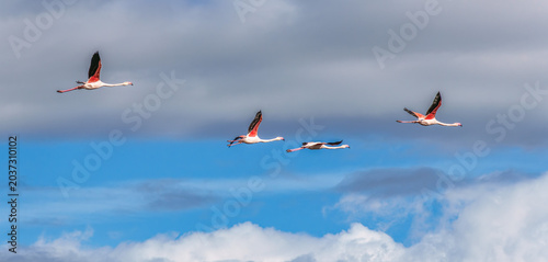 Foto Flying Greater Flamingo, Phoenicopterus roseus in the Ornithological park of Pon