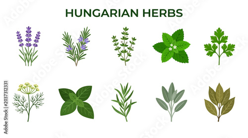 Schilderij op canvas Collection of Hungarian Herbs and Culinary Plants Illustration.
