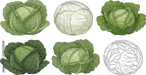 Bild auf Leinwand Fresh Cabbage Vegetable Icon Set with Whole Green and White Heads for Healthy Co
