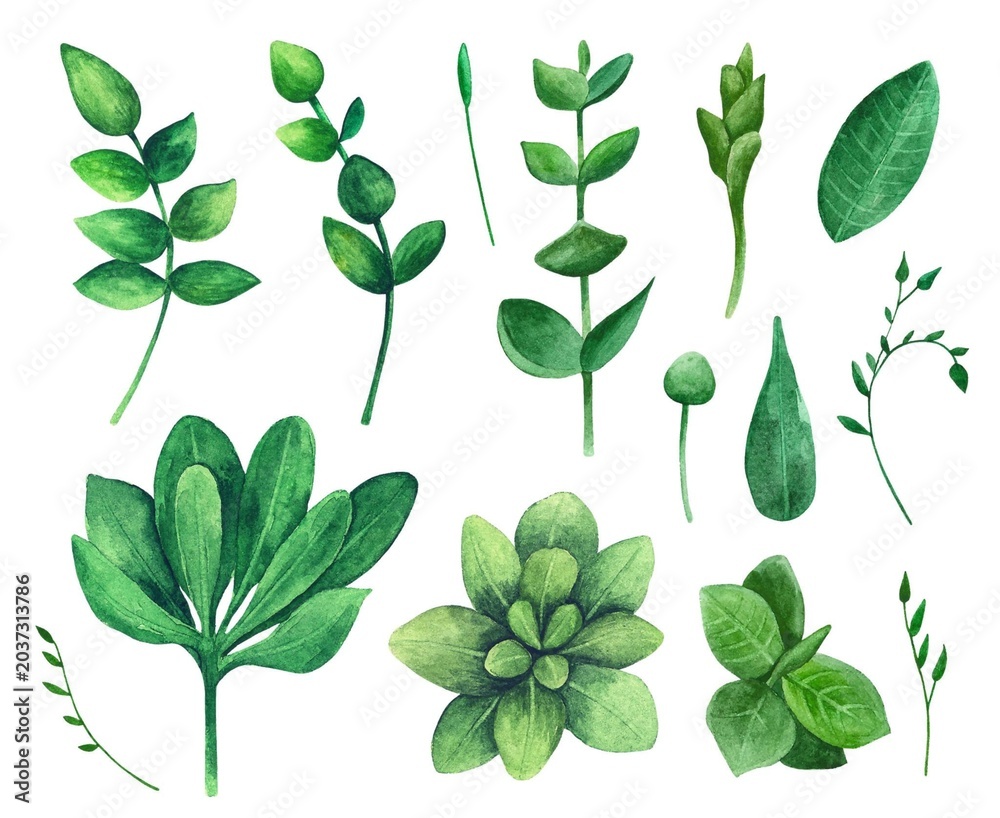 Obraz premium Green Watercolor Leaves and Botanical Elements Clipart Set on White Background
