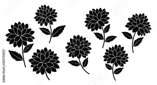 Black chrysanthemum flowers set