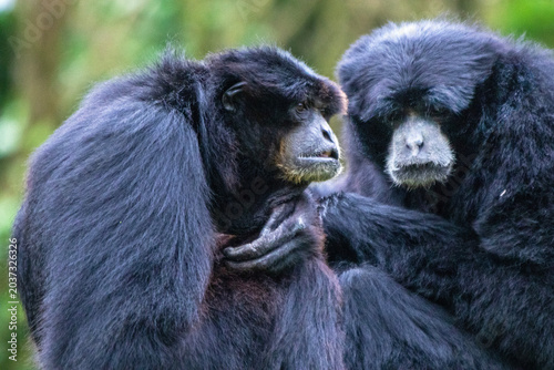 Couple de gibbons siamang