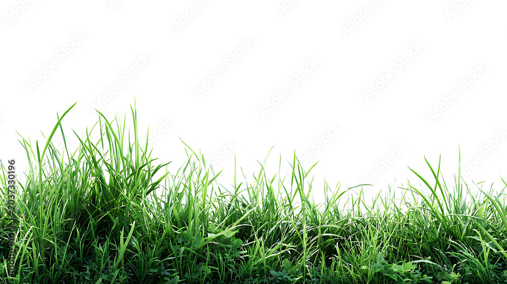 Fototapeta premium Green lawn edge with grass border isolated on transparent background PNG