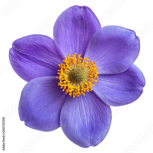 A close-up of a vibrant purple flower