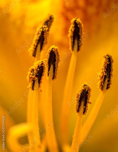 A close-up of a vibrant yellow flower's stamens