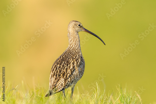 Εκτύπωση καμβά Curlew adult, Scientific name: Numenius arquata, facing right on managed upland grouse moorland in Swaledale, North Yorkshire