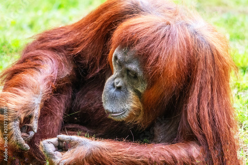 Singe Orang-outan de face en gros plan
