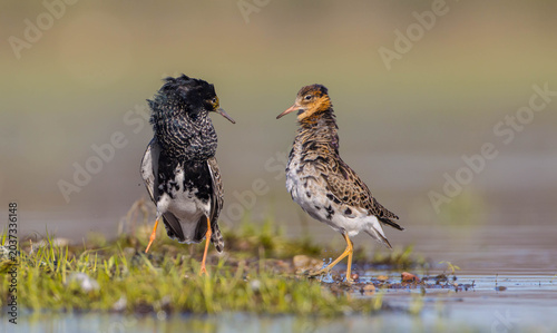 Bild auf Leinwand Ruff - male bird at a wetland on the mating season in spring