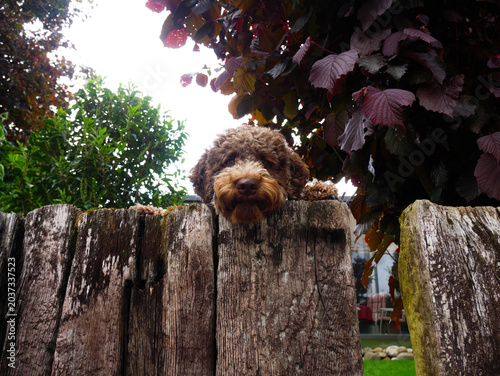 Adorable Doodle Dog Peeking Over Wooden Fence with Curious Expression in Garden Funny Pet Behavior Close-Up Portrait, Playful Dog Looking Out Backyard with Green Foliage Background