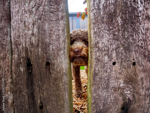Curious Dog Peeking Through Narrow Gap in Wooden Fence Funny Pet Looking Out with Inquisitive Expression, Backyard Animal Behavior Humor and Playful Dog Portrait