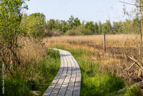 Schilderij op canvas Wooden footpath curving in the swamp in natural parkland