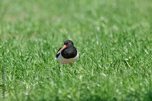 Photos oystercatcher in the grass