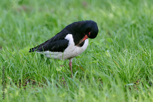 Bild auf Leinwand oystercatcher in the grass