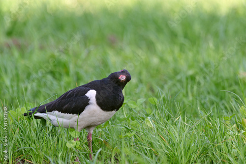 Photos oystercatcher in the grass