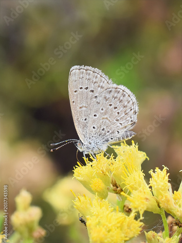 Zizeeria knysna Butterfly on Yellow Wildflowers, Gran Canaria