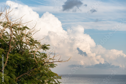Tropical coastal landscape with lush tree branches in the foreground and towering white cumulus clouds above the calm sea