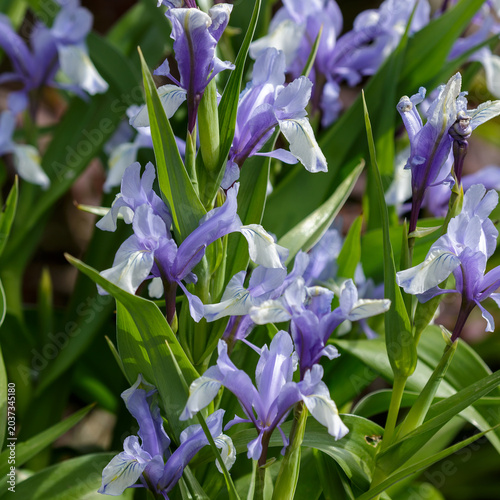 Photos Iris milky white ( Latin- Iris lactea ) is a perennial herbaceous plant ; a spec