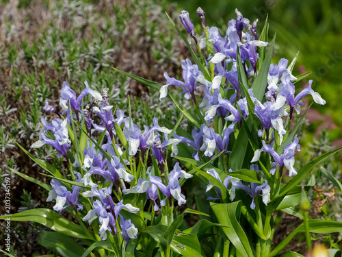 Obraz na plátně Iris milky white ( Latin- Iris lactea ) is a perennial herbaceous plant ; a spec