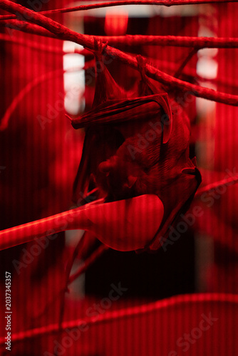 close-up of a hanging fruit bat roosting upside-down among intertwined branches inside a red-lit enclosure, dramatic crimson lighting, textured leathery wings, cage lines and moody nocturnal atmospher