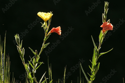 Photography Yellow and Orange Evening Primrose Flowers in Sunlight