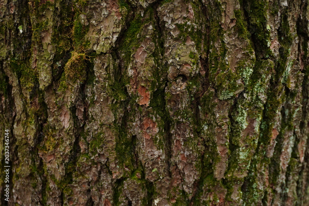 Fototapeta premium Close-up shot of rough tree bark texture covered with patches of green moss and lichen
