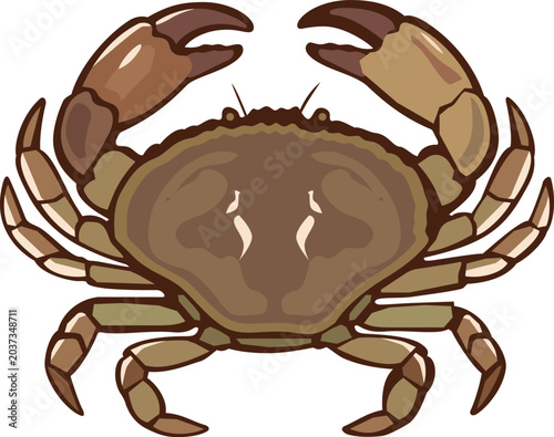 Fotografie Crab Icon: Cartoon Brown Whole Dungeness Crab Vector Illustration