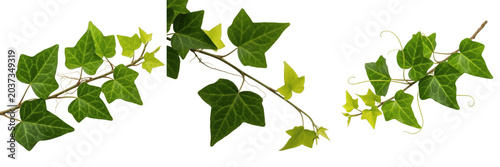 Photos Fresh green ivy vine branches with detailed leaves isolated on white background