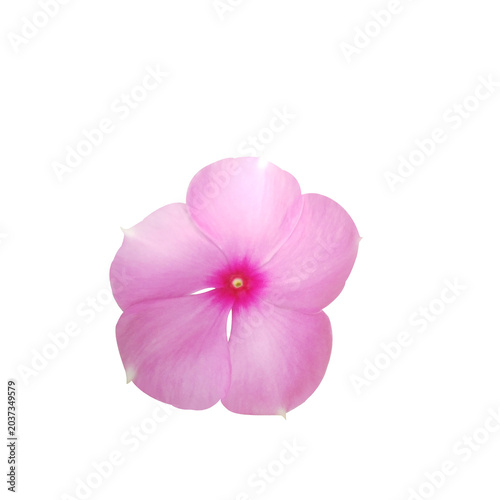 Periwinkle flower isolated on white background