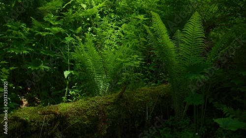 Forest floor covered in lush ferns and moss. Sunlight filters through dense green canopy. Scene exudes calmness and untouched nature. Ideal for nature documentaries or eco-themed projects
