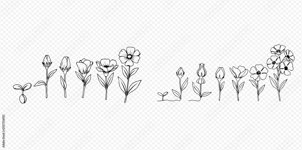 Fototapeta premium Flower growth stages set, hand-drawn vector illustration of plant life cycle from seed to blooming flower.