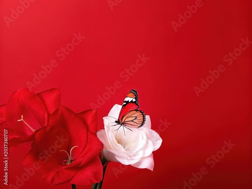 Red and White Flower with Butterfly
